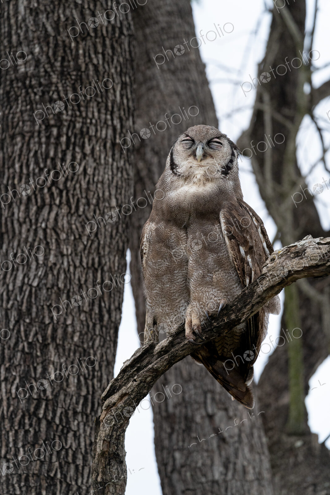 Verreauxs Eagle Owl, Bubo lacteus, in a tree.